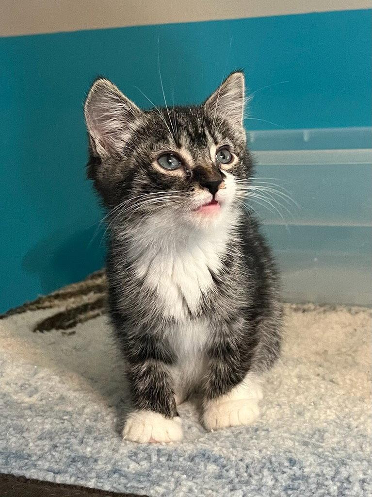 Petunia1, a Adopted Domestic Short Hair in Ranson, WV image 2/2