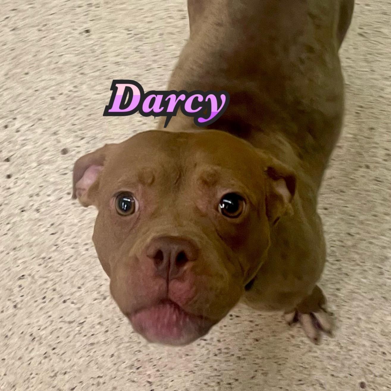 Darcy