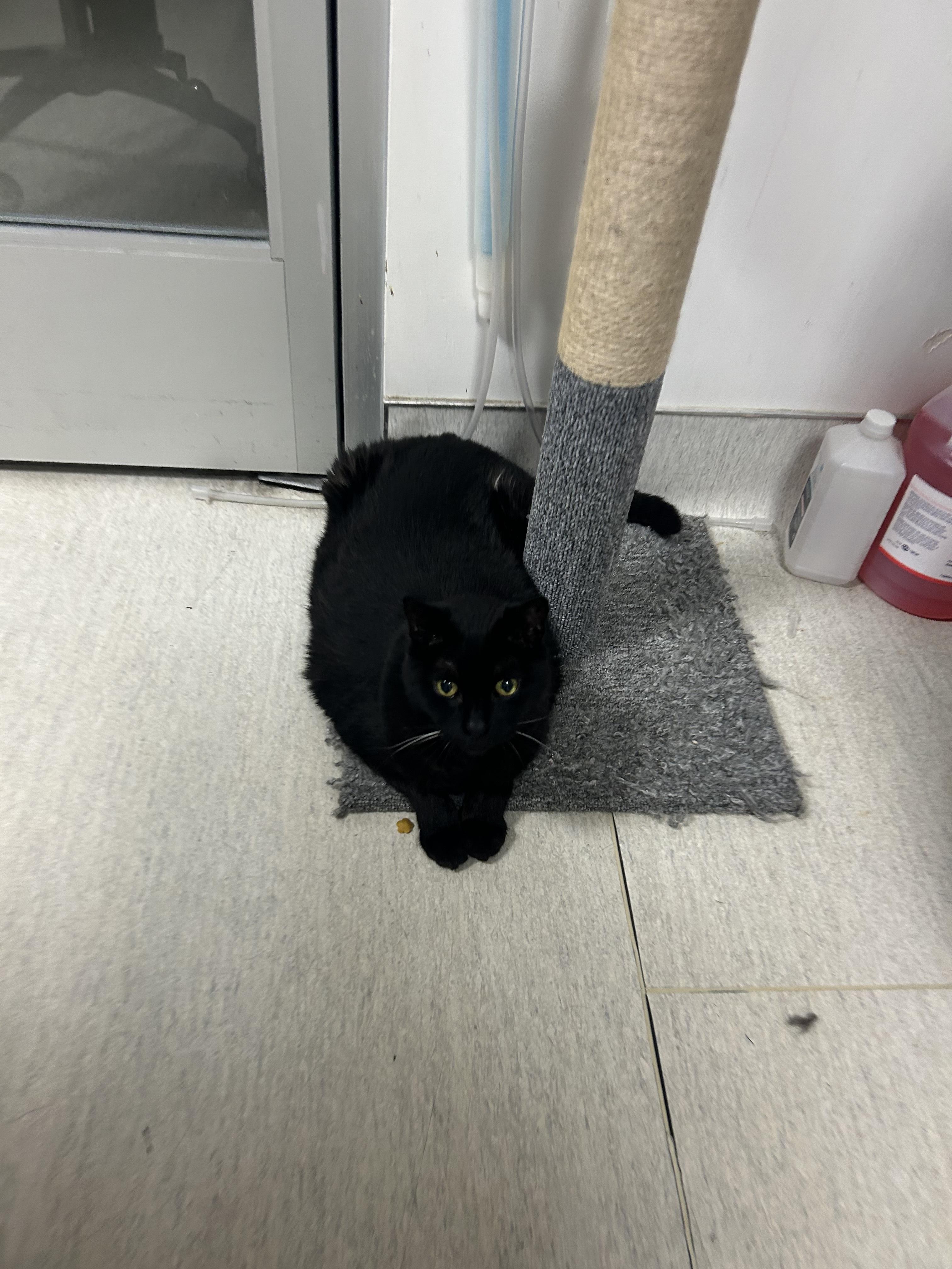 Enlarge Marni, a Adoptable Domestic Short Hair in Torrance, CA image 3/3