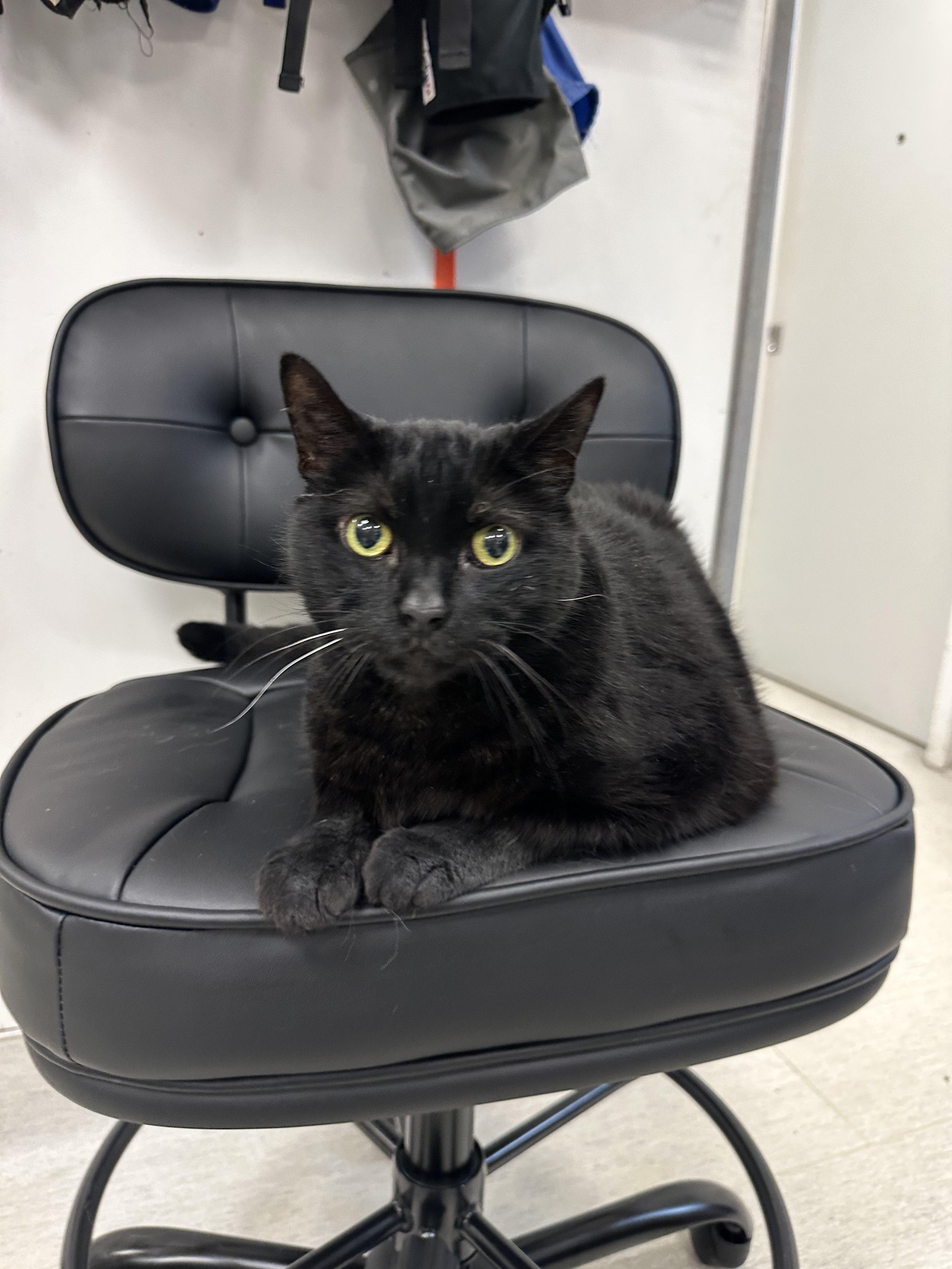 Marni, Adoptable, Senior Female Domestic Short Hair.