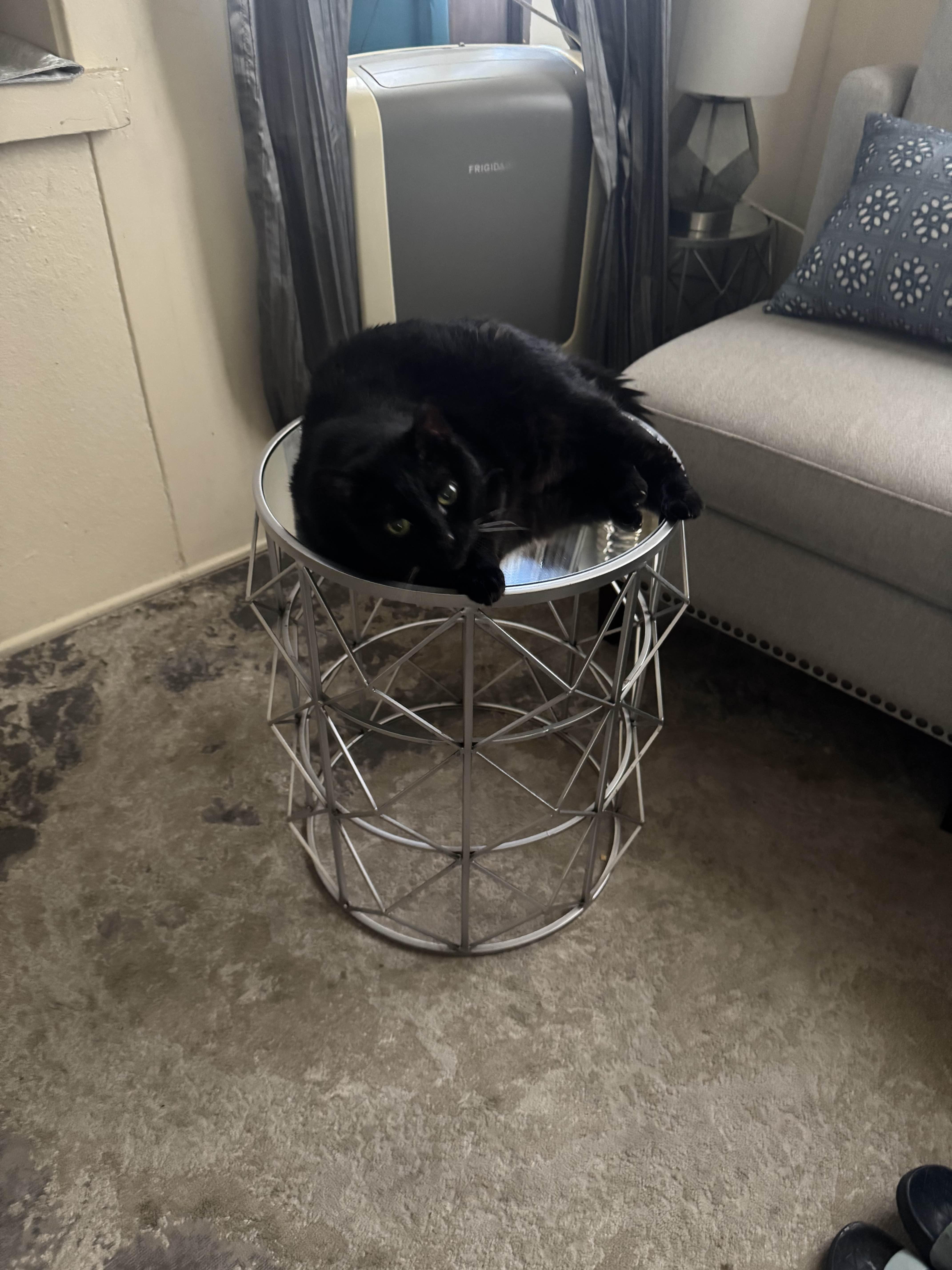 Enlarge Marni, a Adoptable Domestic Short Hair in Torrance, CA image 2/3