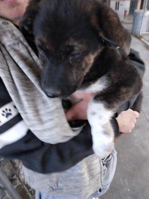 Hannibal/Axel, Adoptable, Adult Male Border Collie & Shepherd.