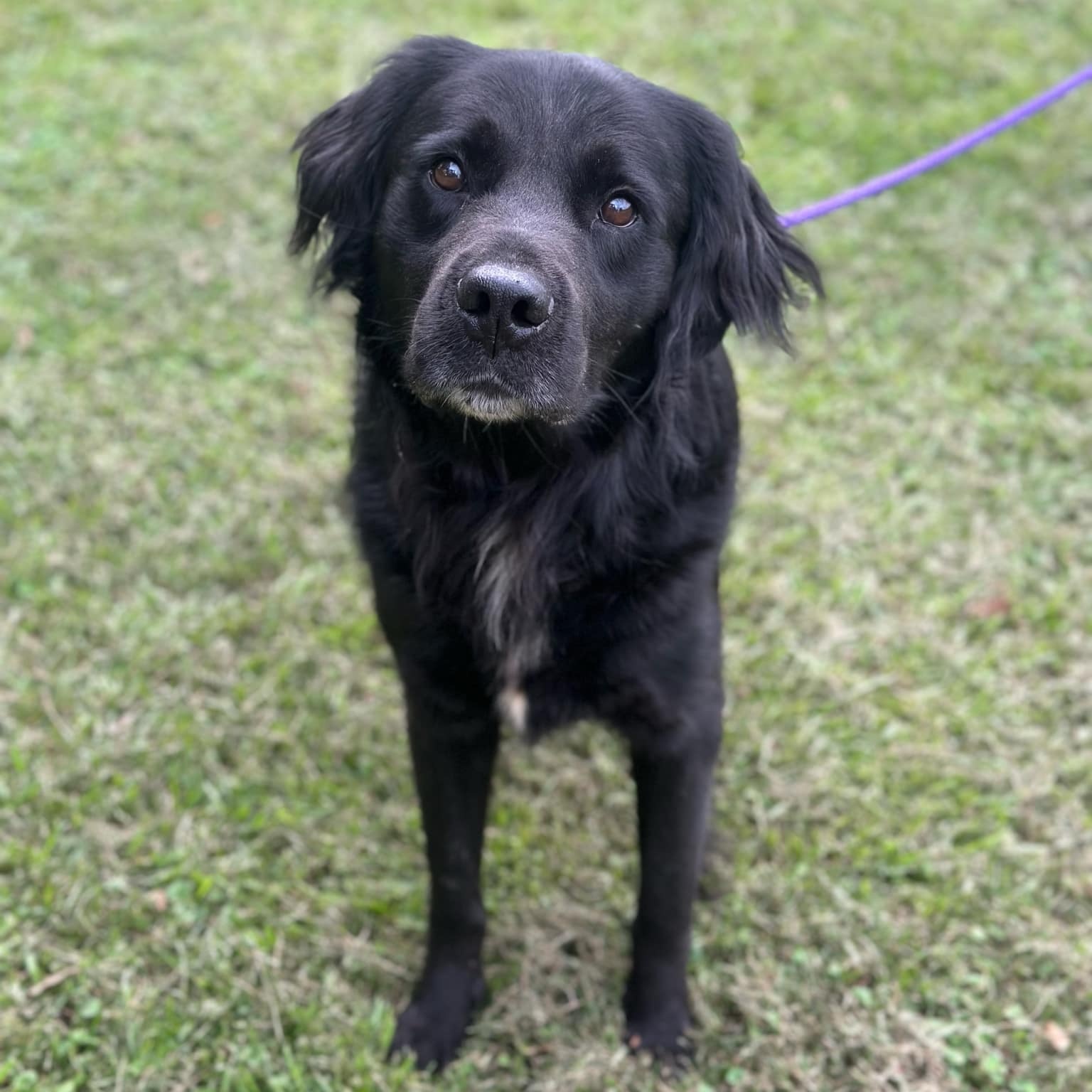 Dog for adoption Rambo, a FlatCoated Retriever & Labrador Retriever Mix in Geneseo , IL