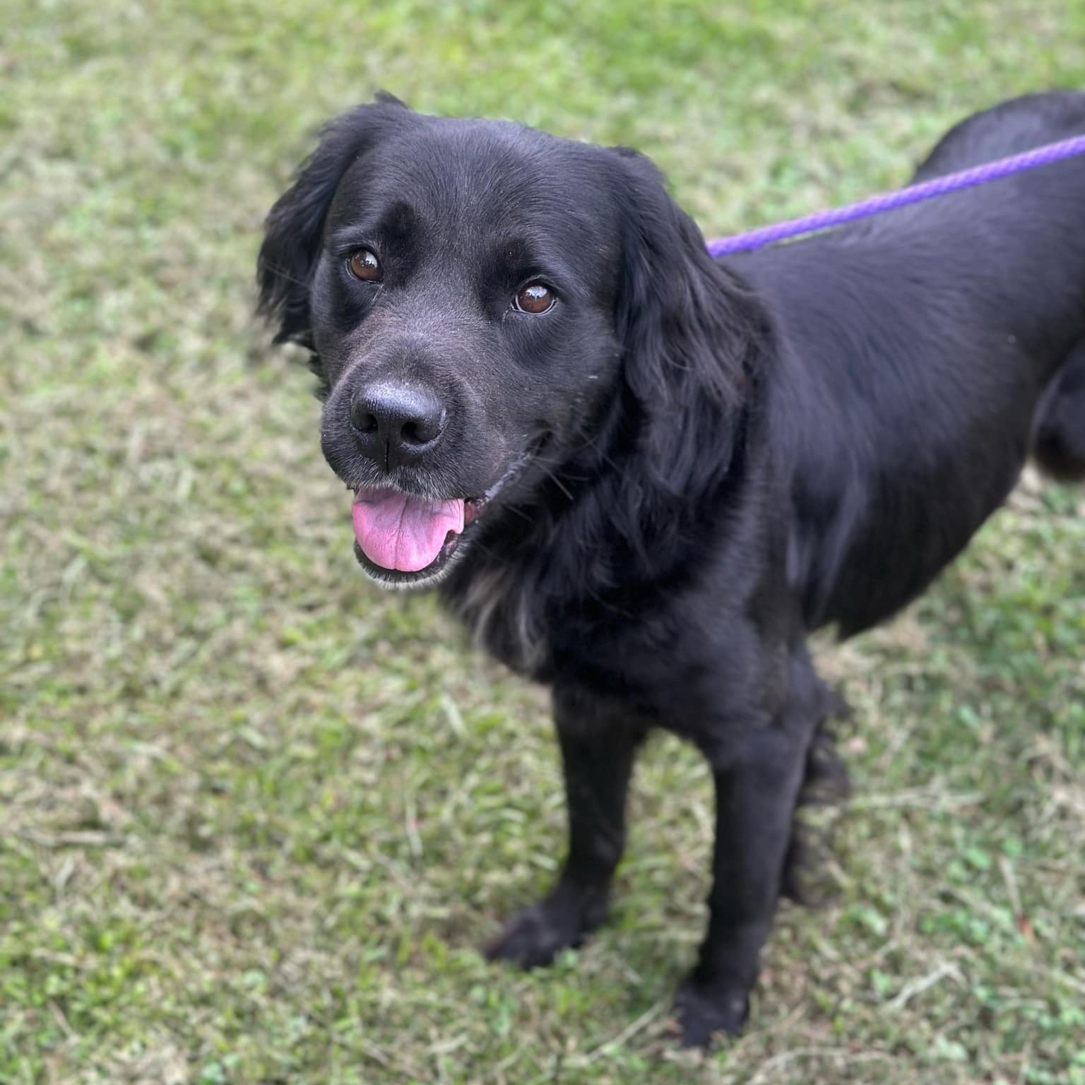 Dog for adoption Rambo, a FlatCoated Retriever & Labrador Retriever Mix in Geneseo , IL