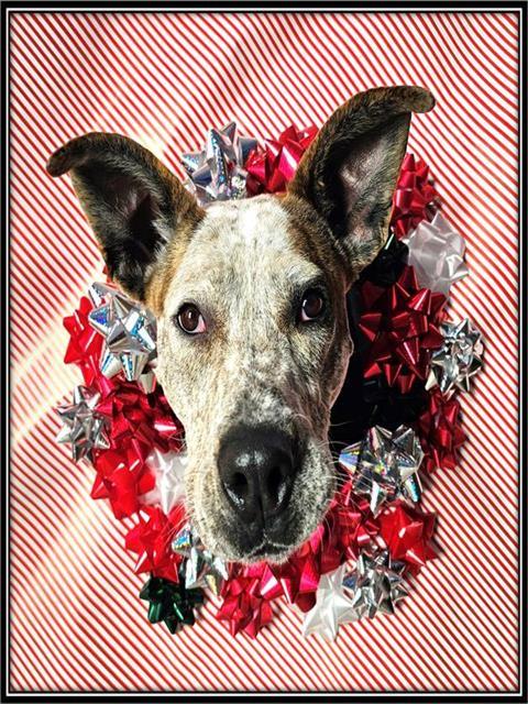 DUKE, Adoptable, Young Male Great Dane & Australian Cattle Dog / Blue Heeler.