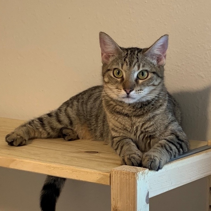 Tinkerbell, a Adoptable mixed breed in Katy, TX image 1/2