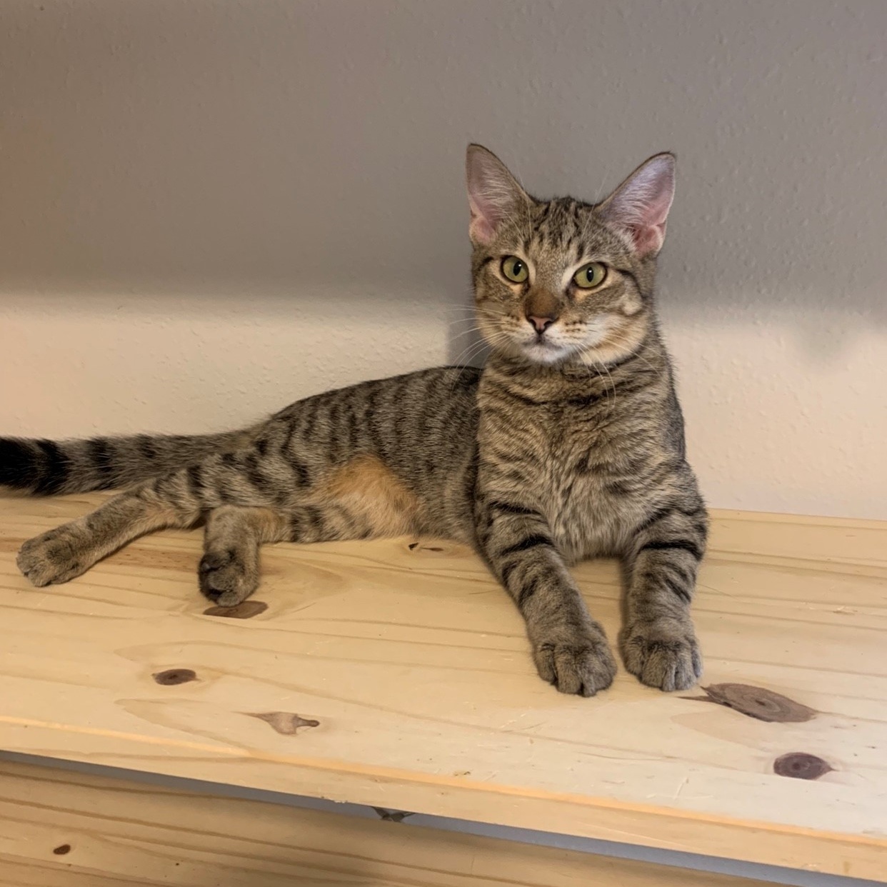 Tinkerbell, a Adoptable mixed breed in Katy, TX image 2/2