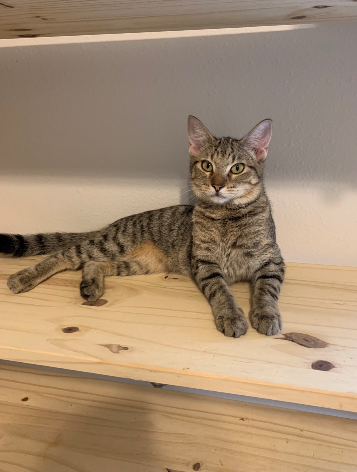 Enlarge Tinkerbell, a Adoptable mixed breed in Tomball, TX image 2/2