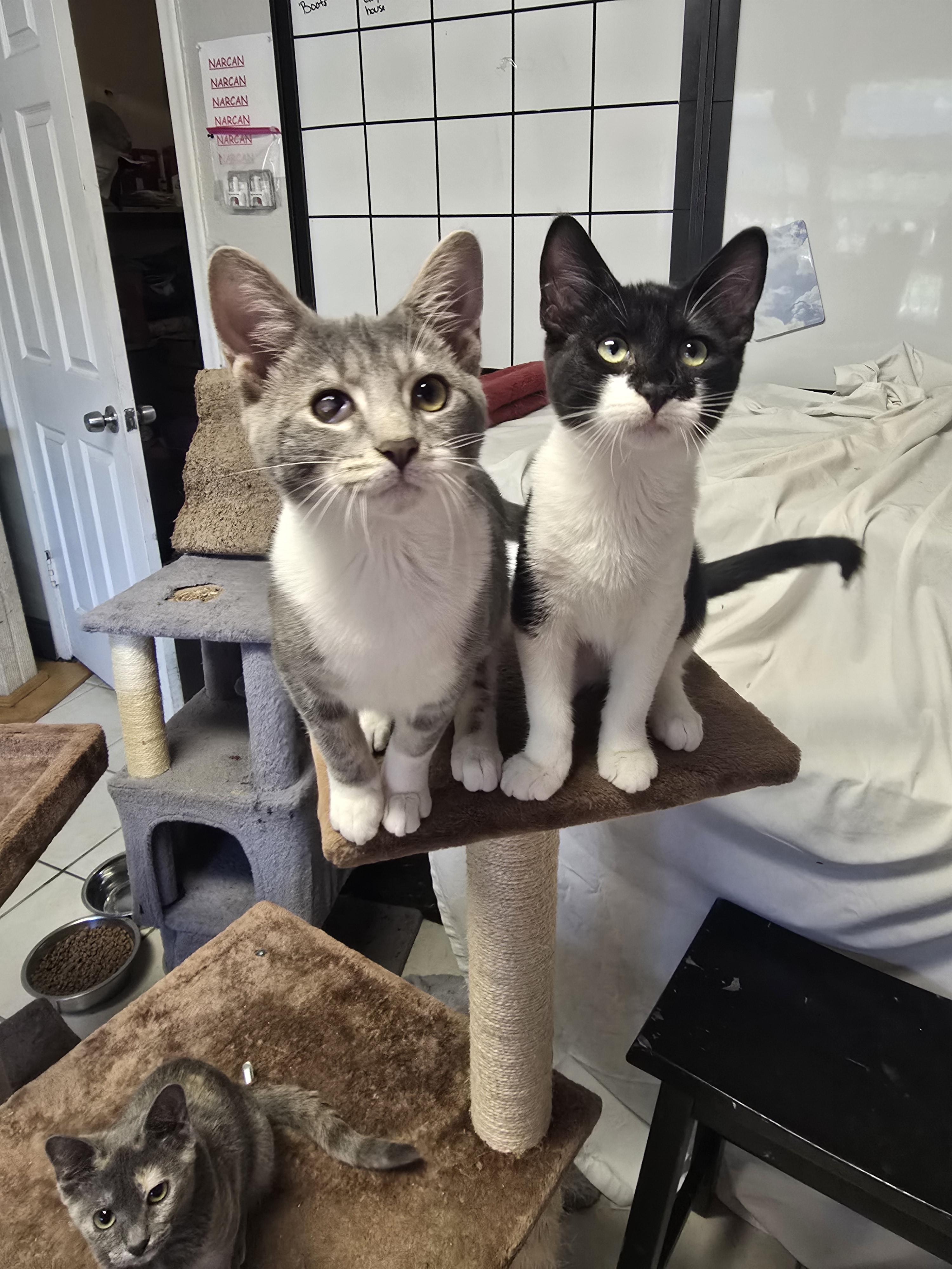 Enlarge Marley, a ADOPTABLE Domestic Short Hair in Margate, FL image 3/3