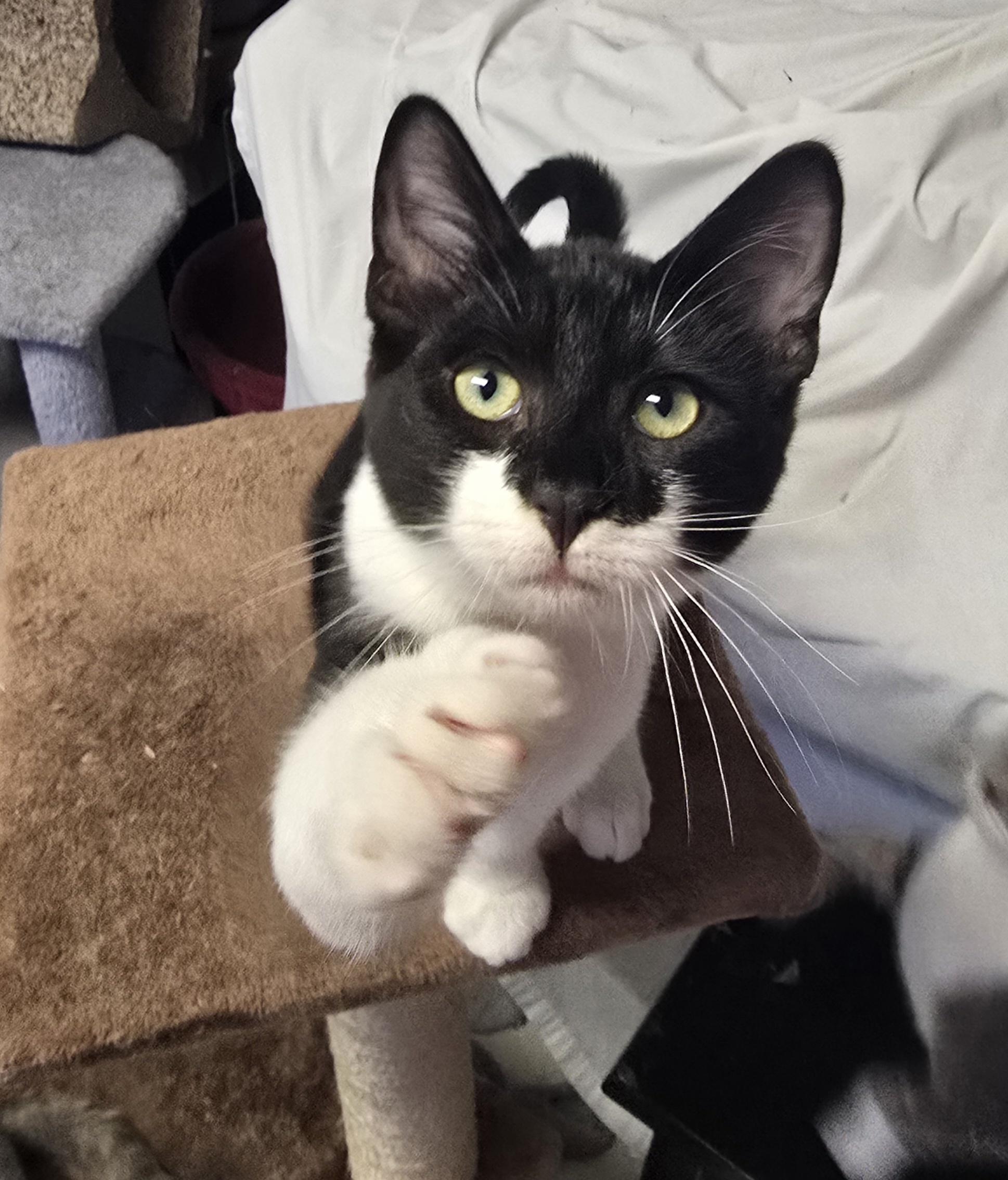 Marley, ADOPTABLE, Kitten Male Domestic Short Hair.