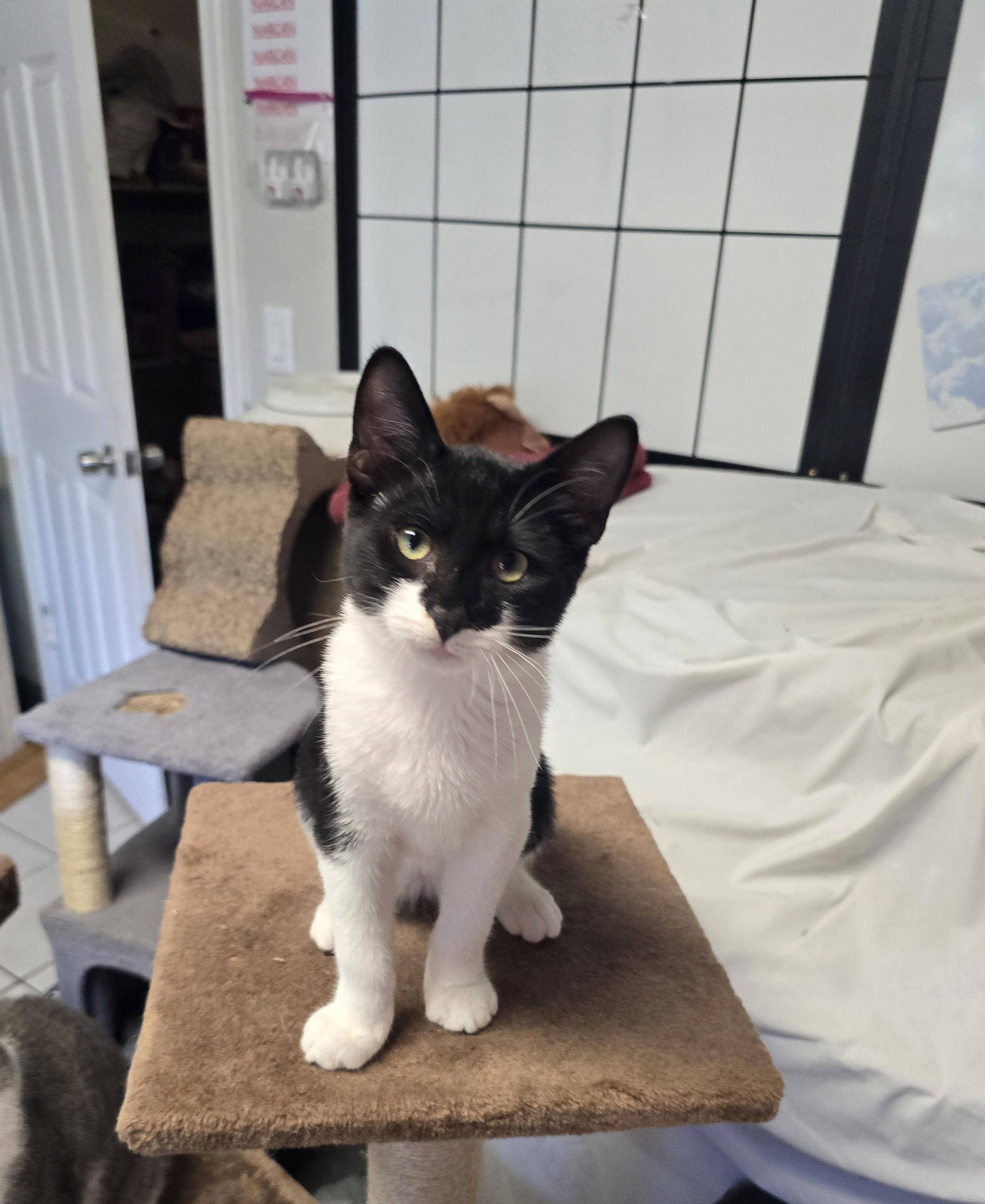 Enlarge Marley, a ADOPTABLE Domestic Short Hair in Margate, FL image 2/3