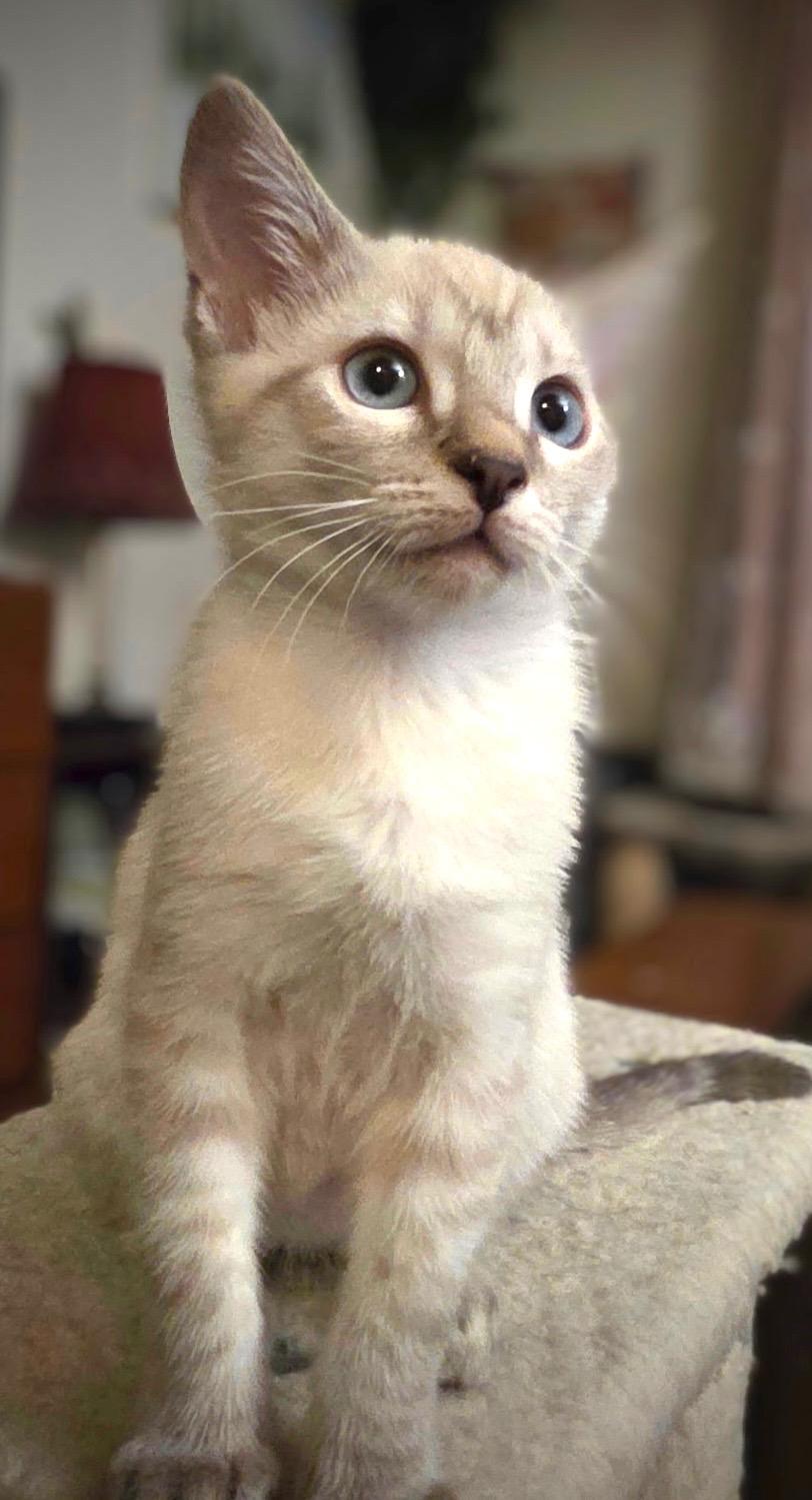 Pearl