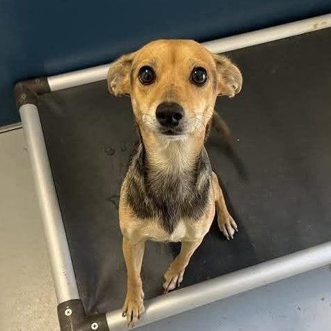 Ragatha, ADOPTABLE, Adult Female Chihuahua.