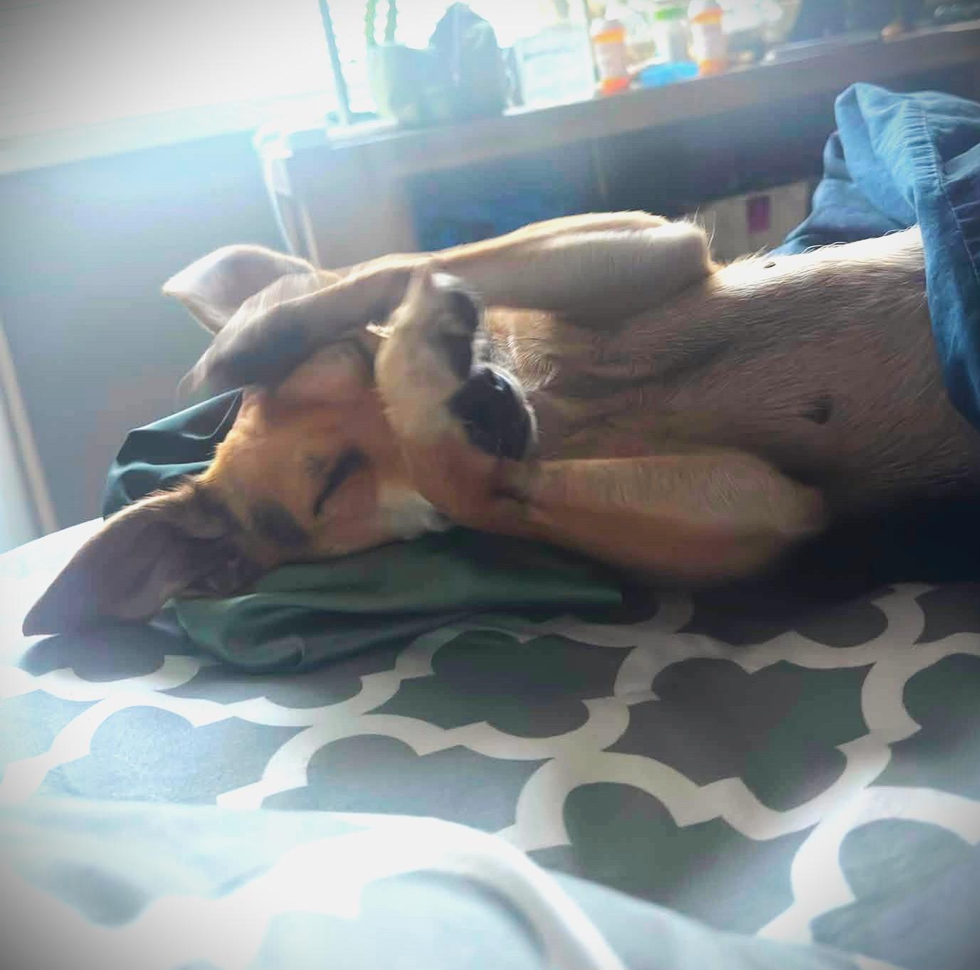 Enlarge Ragatha, a ADOPTABLE mixed breed in Eugene, OR image 4/5