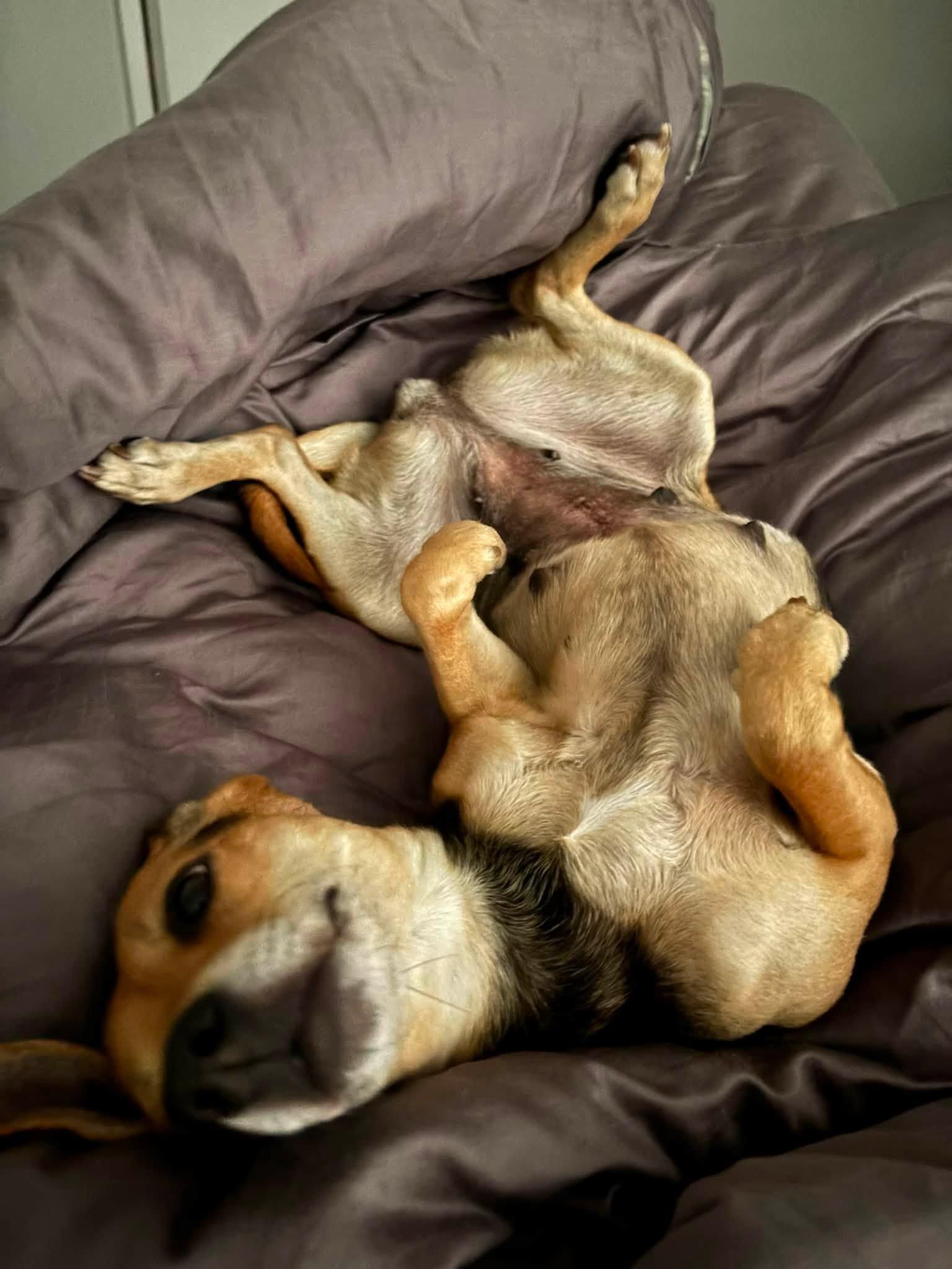 Enlarge Ragatha, a ADOPTABLE mixed breed in Eugene, OR image 2/5