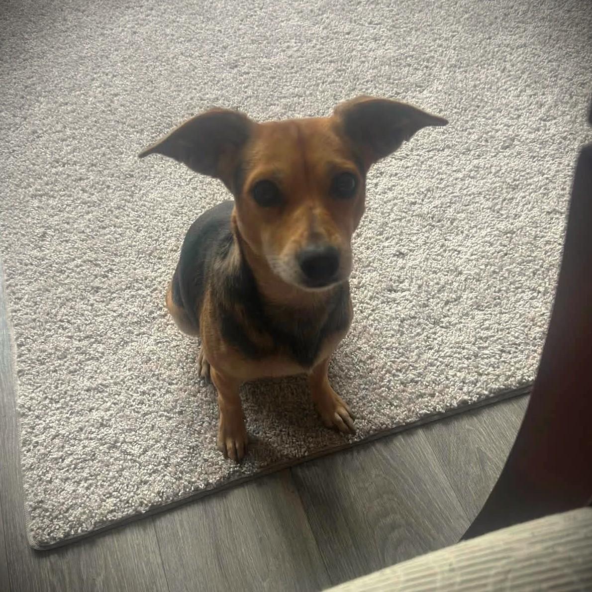Enlarge Ragatha, a ADOPTABLE mixed breed in Eugene, OR image 5/5