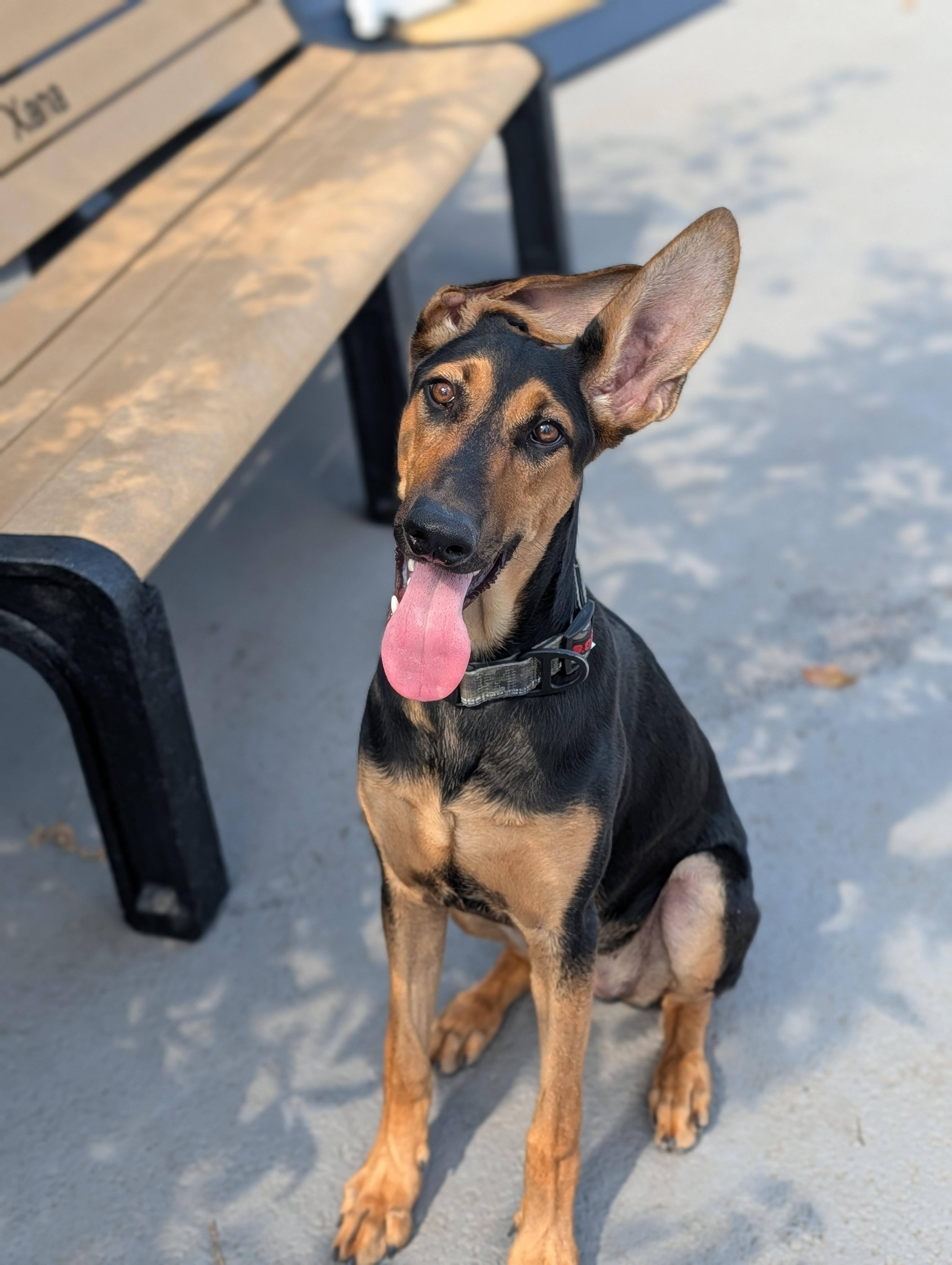 Vera, Adoptable, Young Female German Shepherd Dog & Doberman Pinscher.