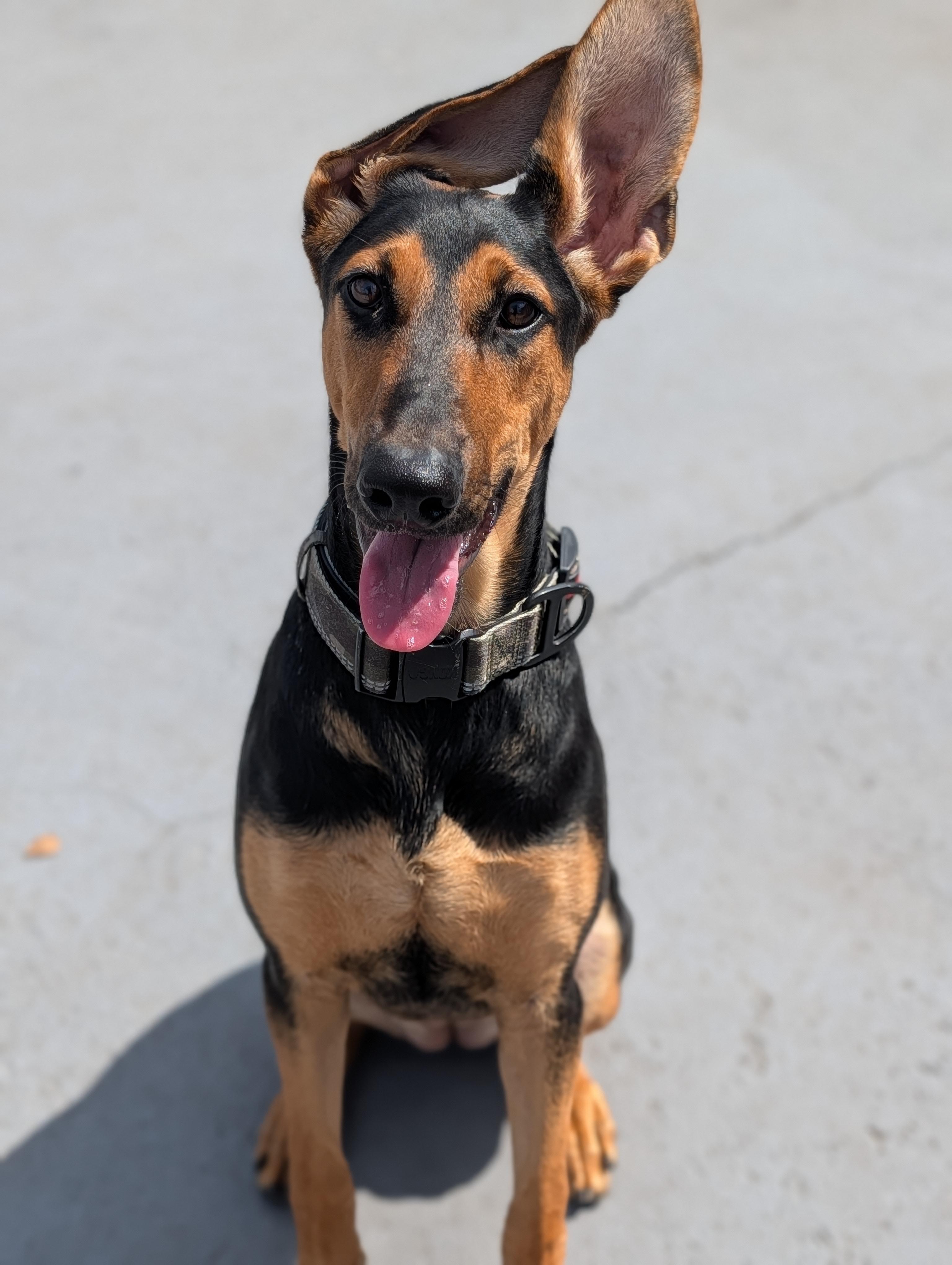 Enlarge Vera, a Adoptable mixed breed in Plainfield, NJ image 2/2