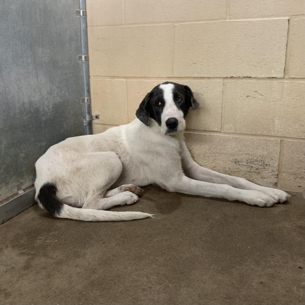 Lincoln, Adoptable, Adult Male Great Dane & Mixed Breed.