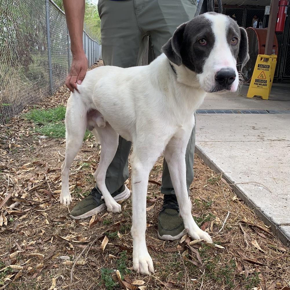 Enlarge Lincoln, a Adoptable mixed breed in Edinburg, TX image 2/3