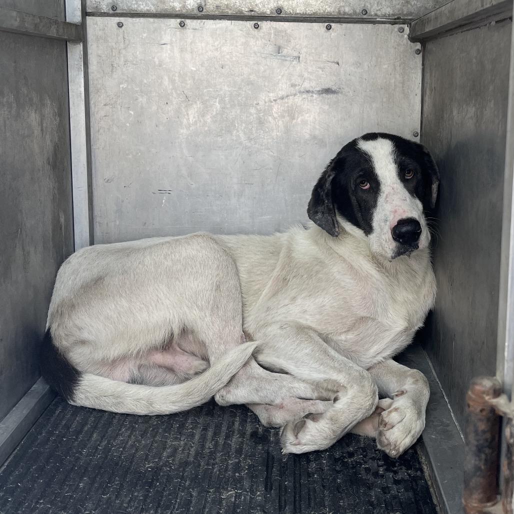 Enlarge Lincoln, a Adoptable mixed breed in Edinburg, TX image 3/3