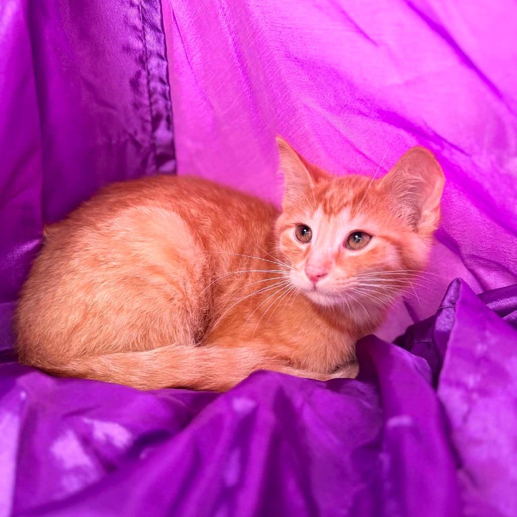 Enlarge Bermuda Weeds 56505, a Adoptable Domestic Short Hair in Lansing, MI image 1/3