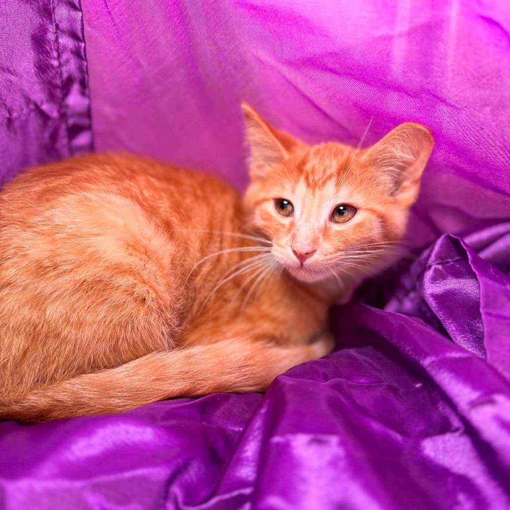 Enlarge Bermuda Weeds 56505, a Adoptable Domestic Short Hair in Lansing, MI image 2/3