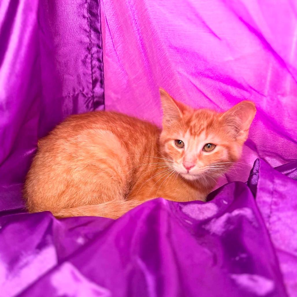 Enlarge Bermuda Weeds 56505, a Adoptable Domestic Short Hair in Lansing, MI image 3/3