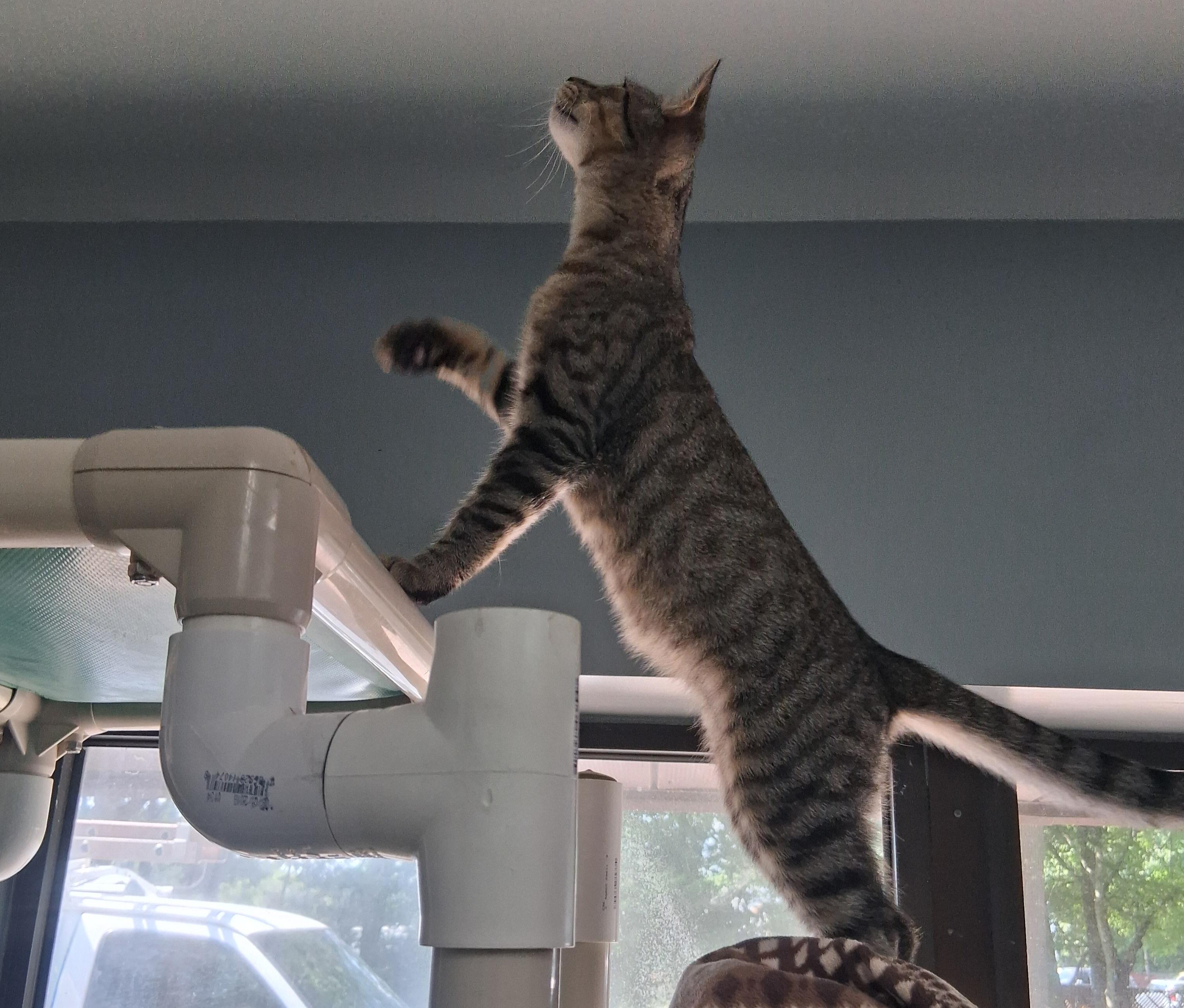 Enlarge Luigi, a Adoptable Domestic Short Hair in Onley, VA image 6/6