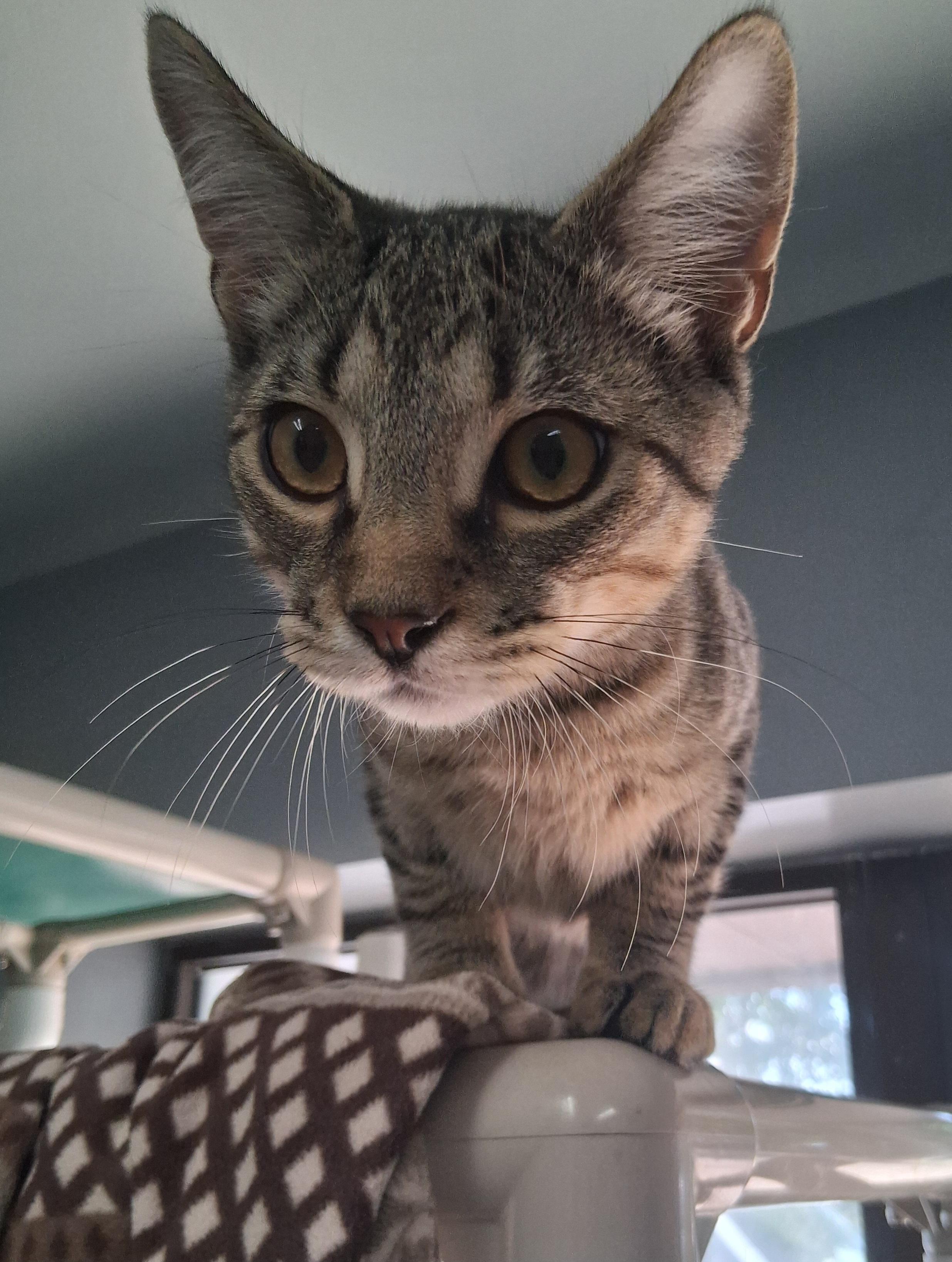 Enlarge Luigi, a Adoptable Domestic Short Hair in Onley, VA image 5/6