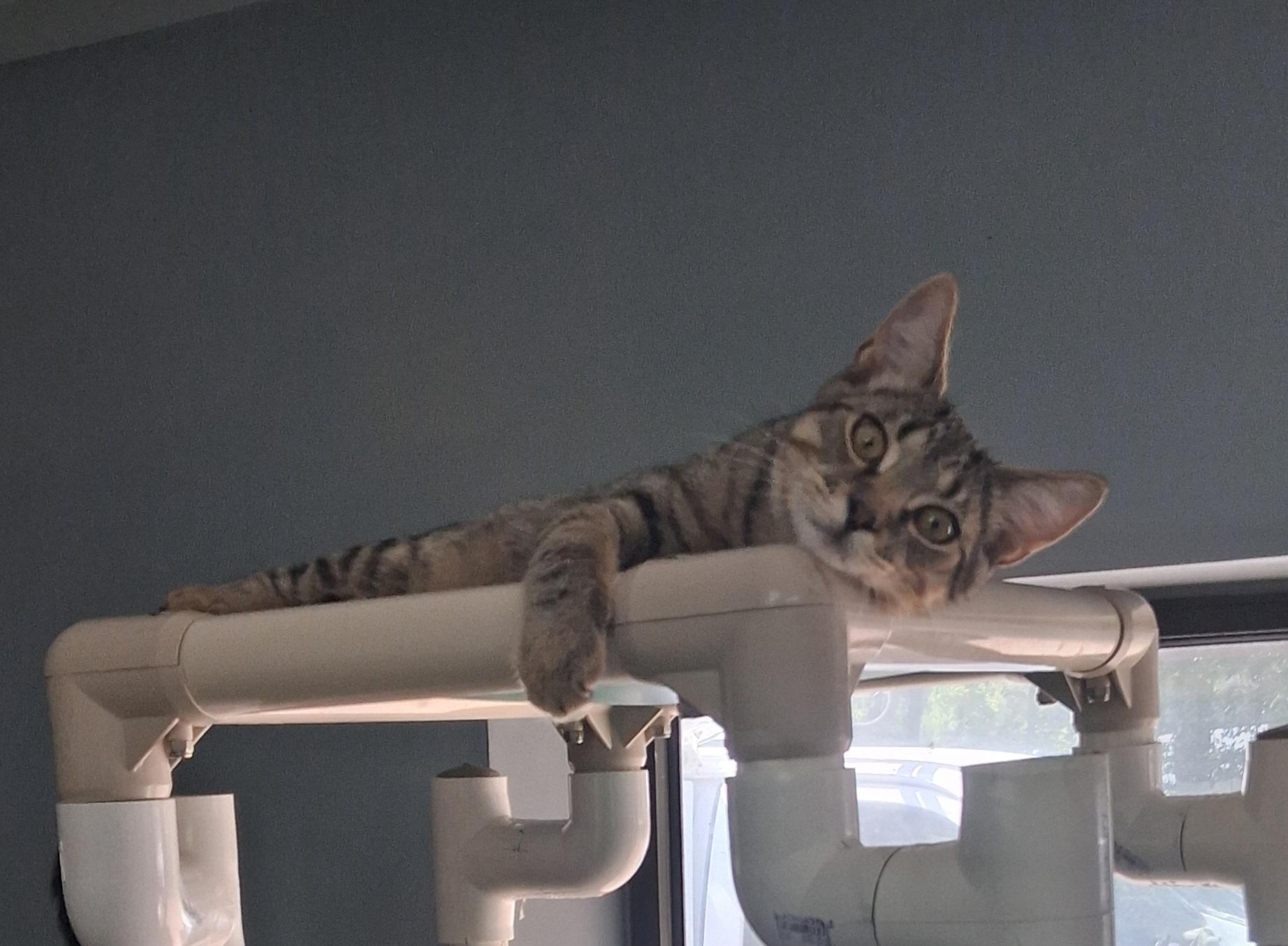 Enlarge Luigi, a Adoptable Domestic Short Hair in Onley, VA image 3/6