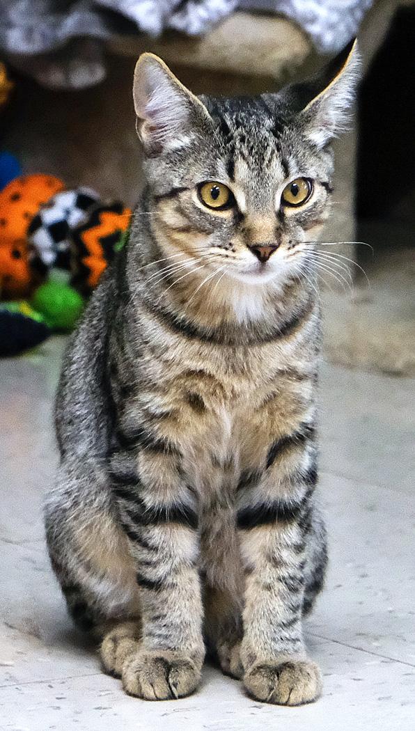 Enlarge Luigi, a Adoptable Domestic Short Hair in Onley, VA image 4/6