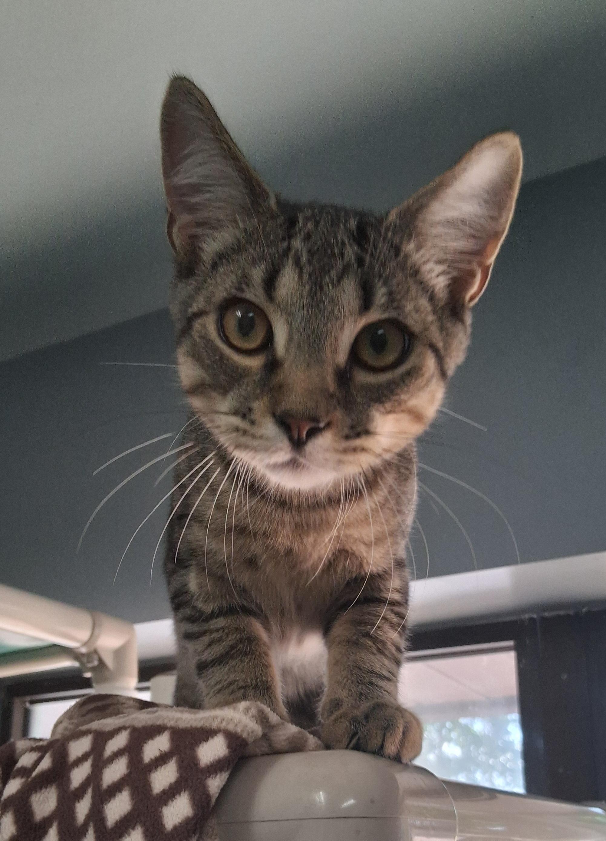 Enlarge Luigi, a Adoptable Domestic Short Hair in Onley, VA image 2/6