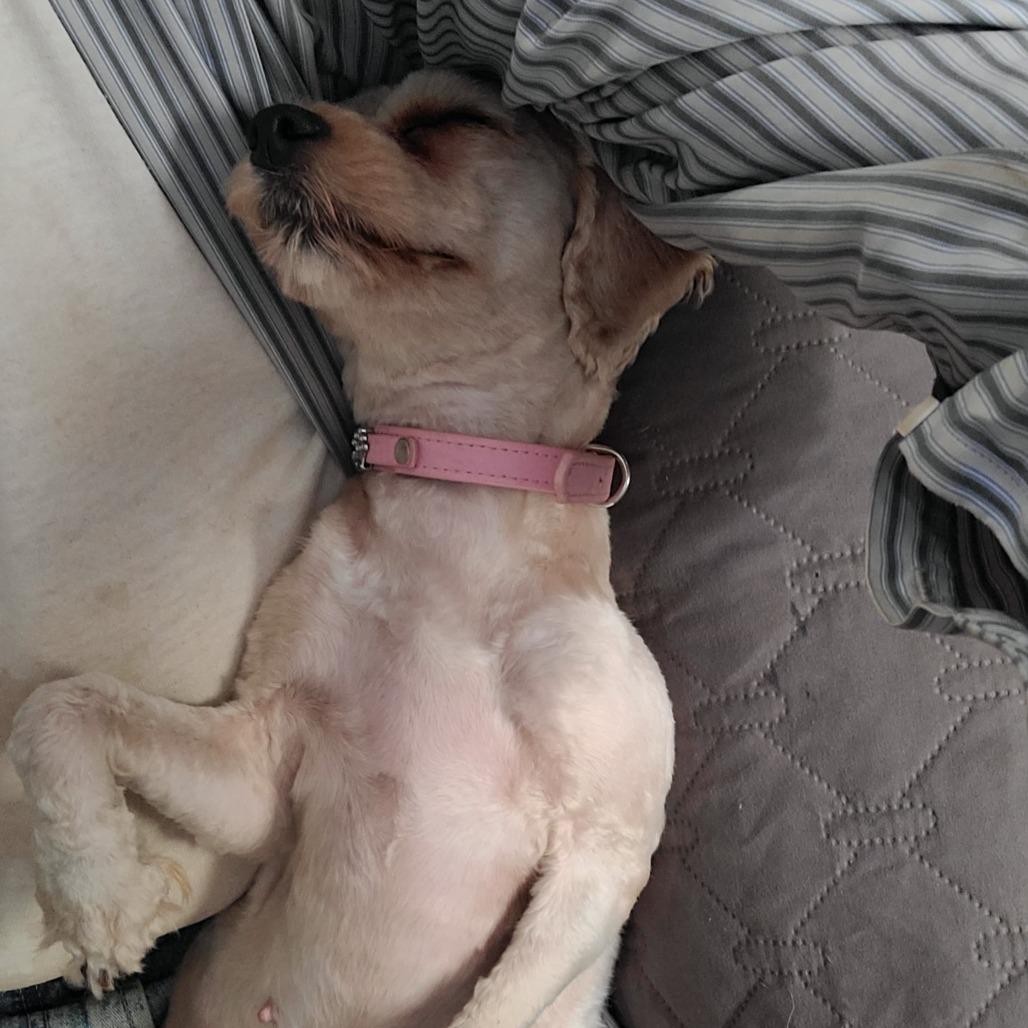 Snow, Adoptable, Adult Female Miniature Poodle.