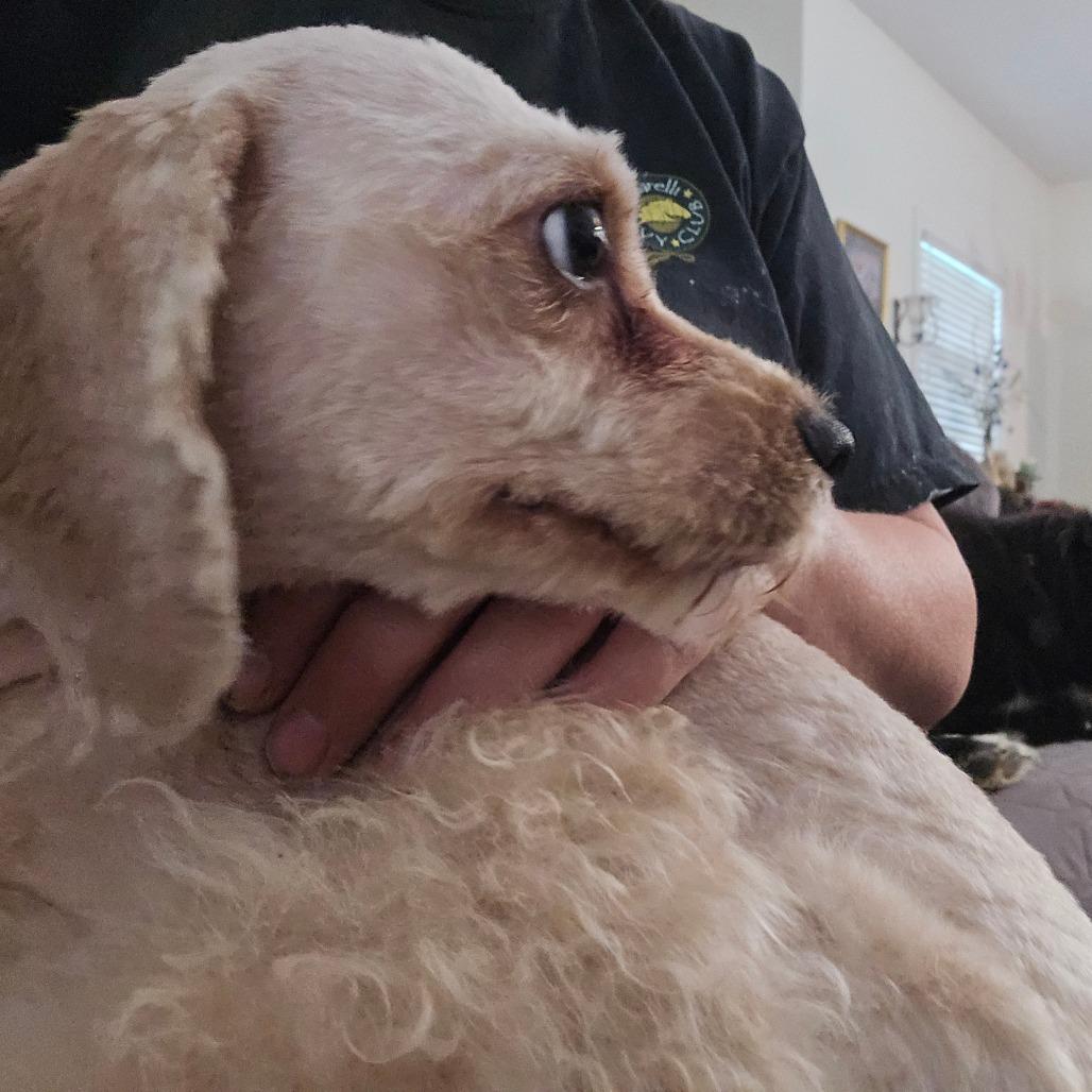 Enlarge Snow, a Adoptable Miniature Poodle in Southington, OH image 3/6