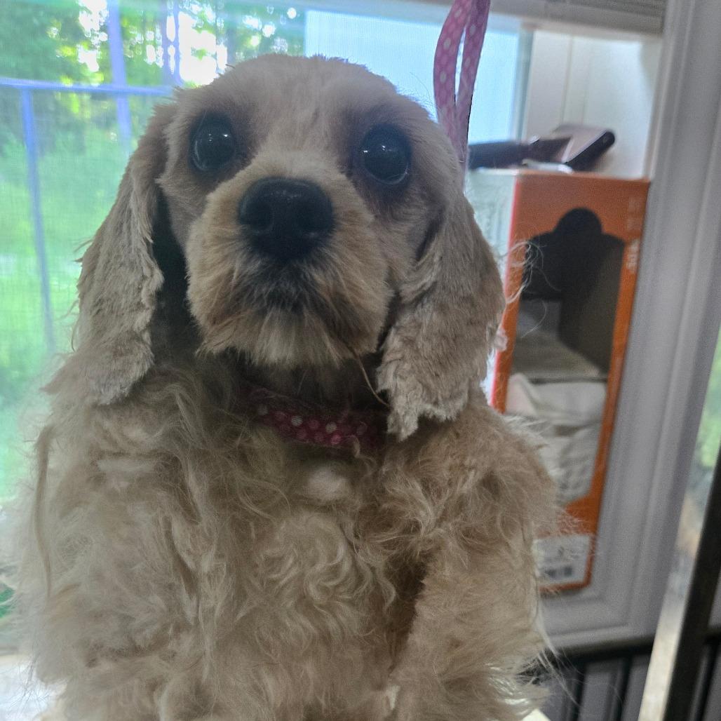Enlarge Snow, a Adoptable Miniature Poodle in Southington, OH image 4/6