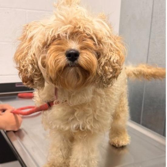 Enlarge Snow, a Adoptable Miniature Poodle in Southington, OH image 5/6