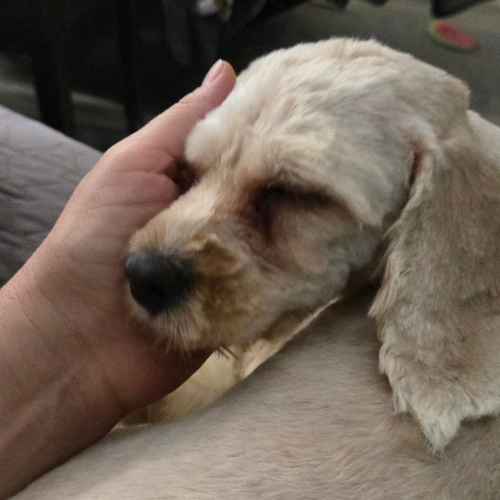 Enlarge Snow, a Adoptable Miniature Poodle in Southington, OH image 6/6