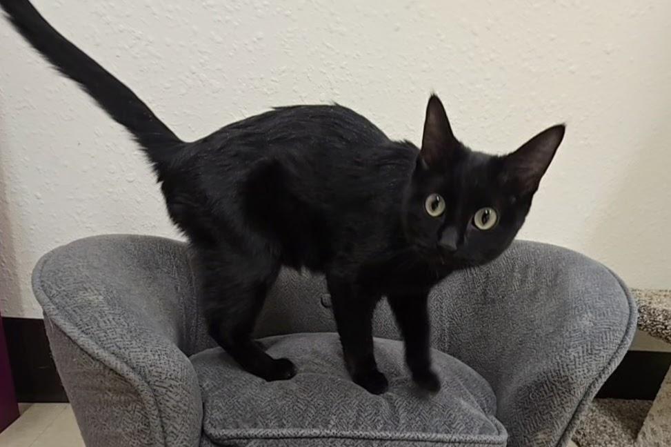 Magpie, an adopted Domestic Short Hair in Red Wing, MN image 2/3