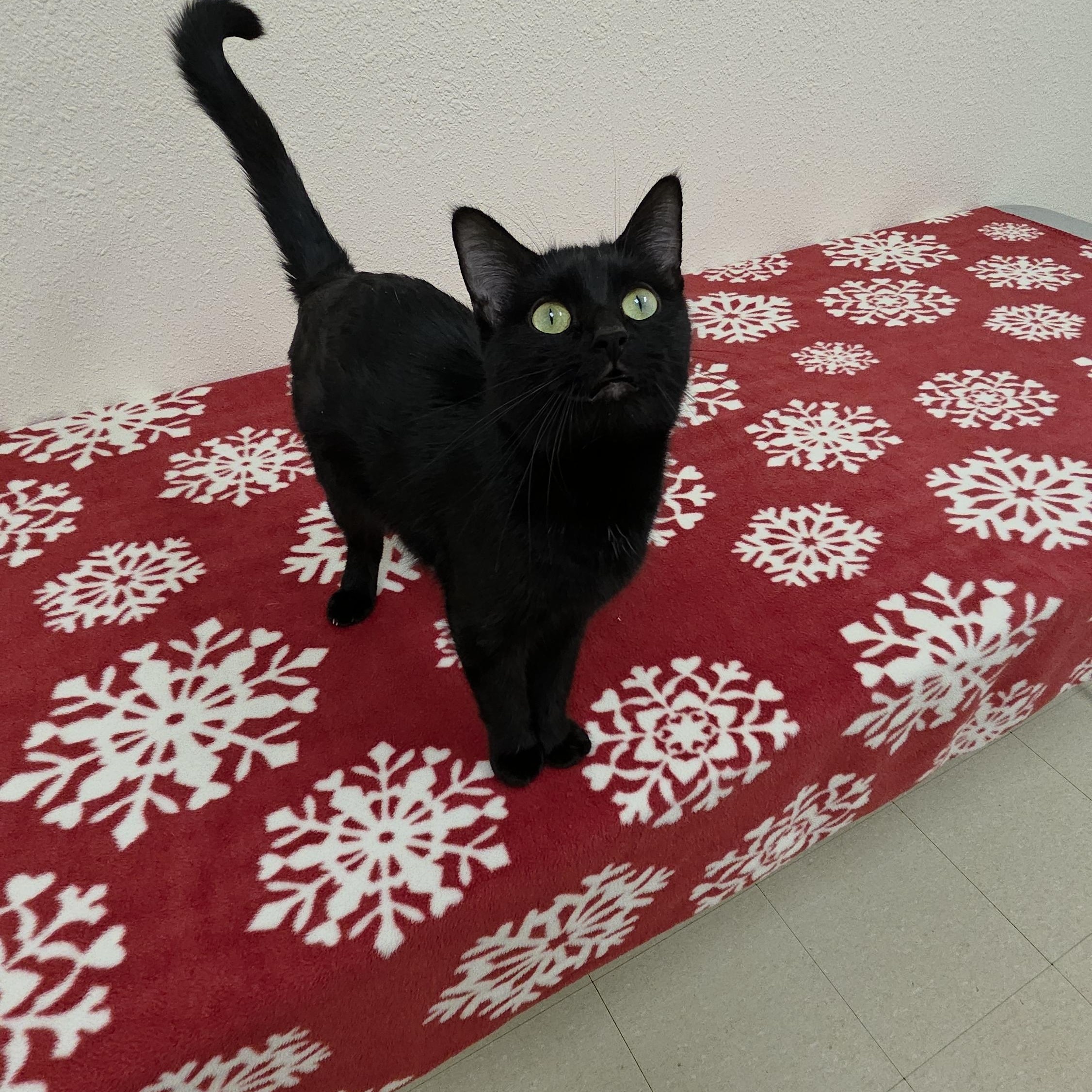Magpie, an adopted Domestic Short Hair in Red Wing, MN image 3/3