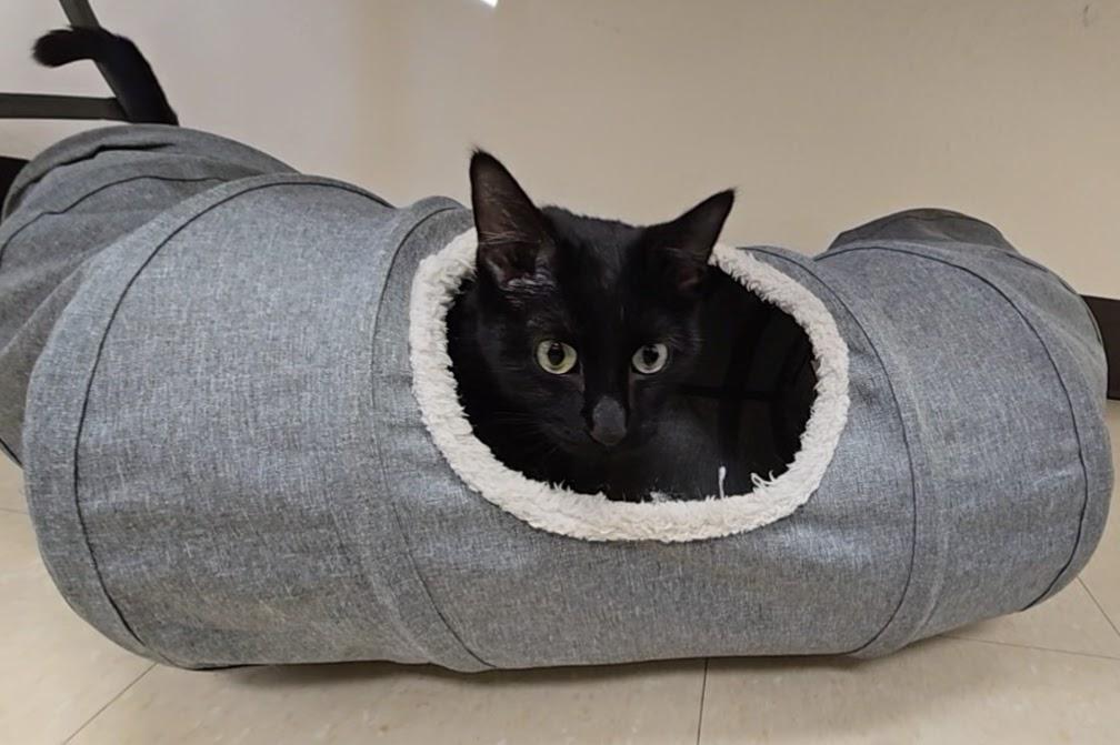 Magpie, adopted, Adult Female Domestic Short Hair.
