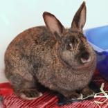 Enlarge Chrissy, a ADOPTABLE mixed breed in Hilliard, OH image 1/1