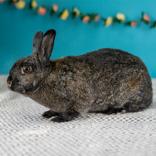 Chrissy, ADOPTABLE, Adult Female Bunny Rabbit.