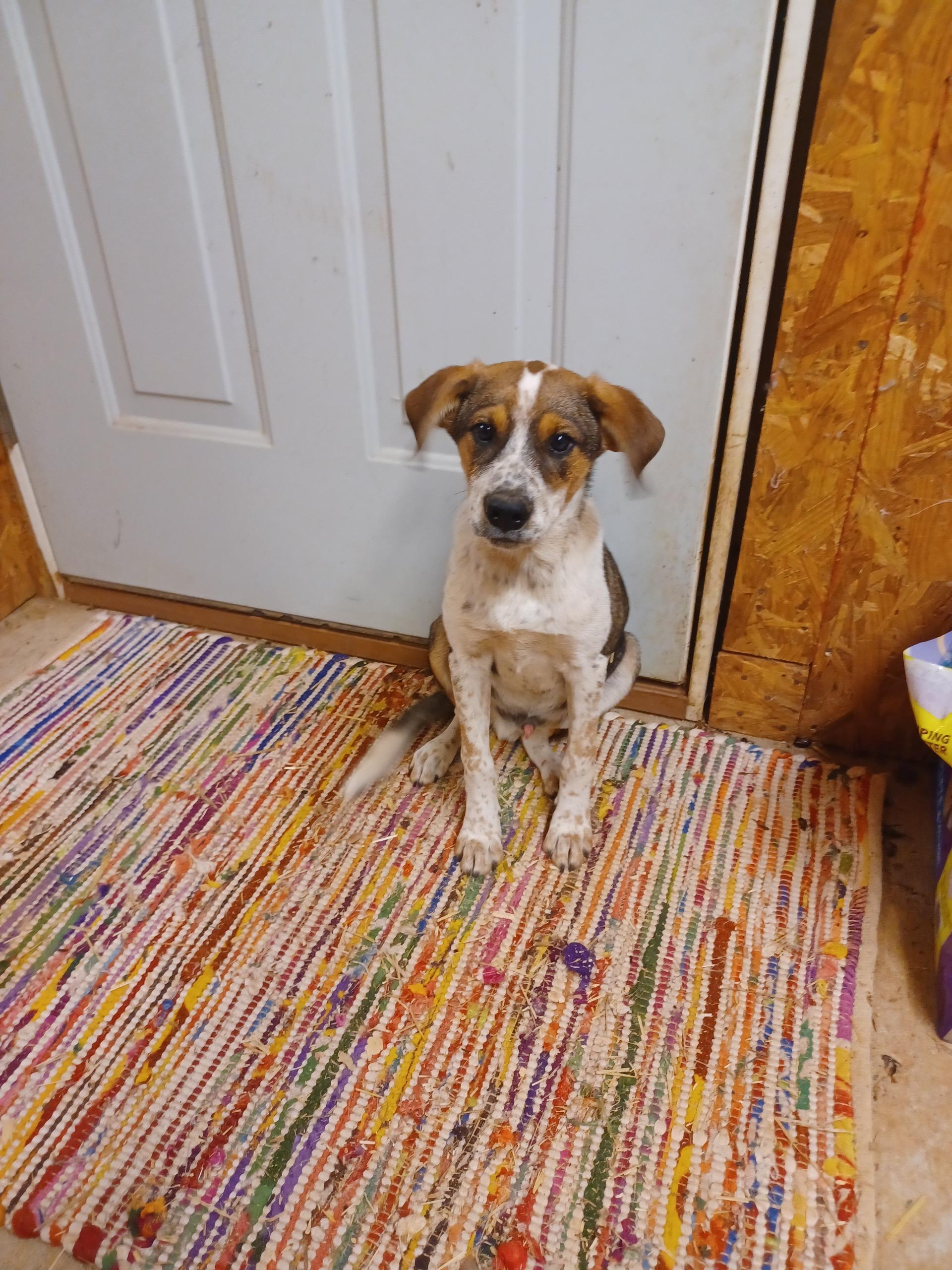 Edin, Adoptable, Puppy Female Hound.
