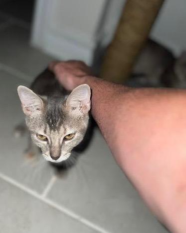 Enlarge Hope, a Adoptable Domestic Short Hair in San Antonio, TX image 1/4