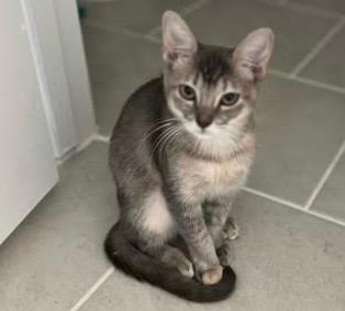 Hope, Adoptable, Young Female Domestic Short Hair.