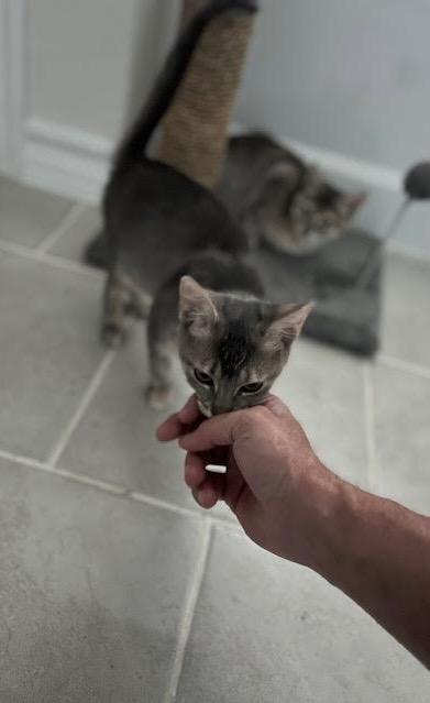 Enlarge Hope, a Adoptable Domestic Short Hair in San Antonio, TX image 3/4