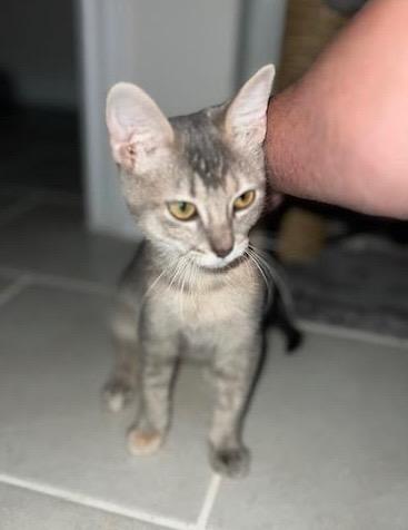 Enlarge Hope, a Adoptable Domestic Short Hair in San Antonio, TX image 4/4