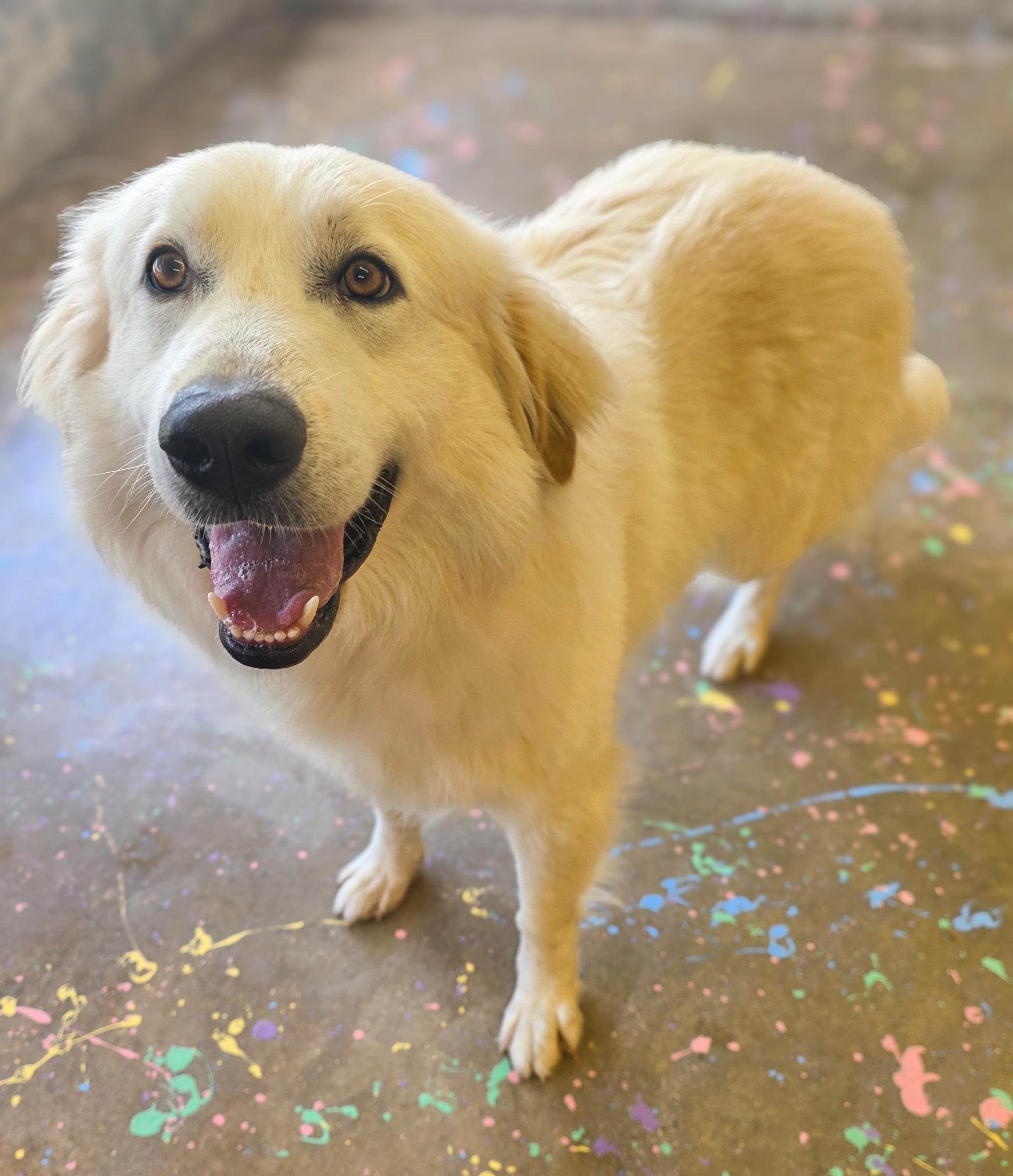 Enlarge Shane, an adopted mixed breed in Tomah, WI image 5/5