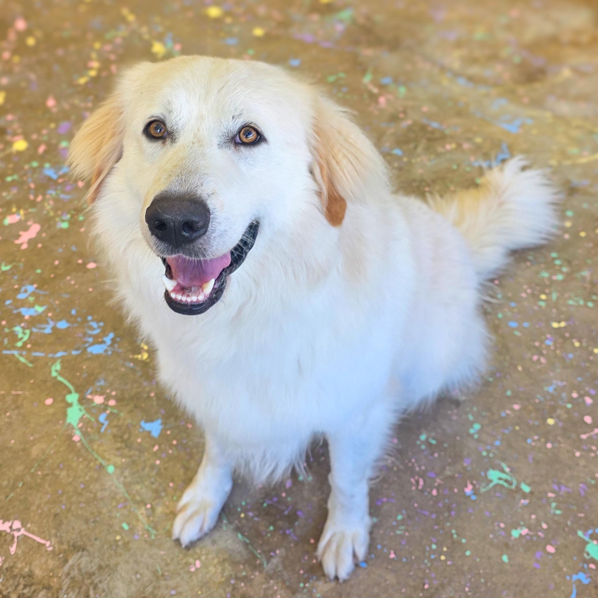 Shane, adopted, Adult Male Great Pyrenees.
